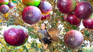 Harvesting Purple Star Apple  A Fuit Also Known As Purple Sunset  Goes To The Market Sell [upl. by Anihtyc]