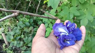 Blue Ternate Plant in Palawan [upl. by Petras450]