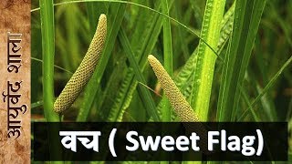 वच के फायदे और उपयोग  sweet flag  acorus calamus  Ayurved shala [upl. by Pelagias344]