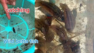 Great day caught lots of wild bettas in the field 🐠bettafishtank wildbetta [upl. by Anwadal]