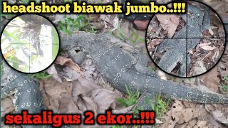 DOBEL POIN BIAWAK BABON JUMBOEKOR BUNTUNG‼️ [upl. by Lipinski364]