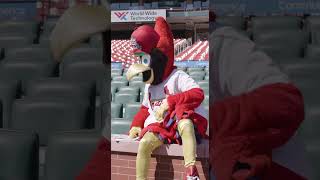 Stifel x St Louis Cardinals  Fredbird  Superstitions [upl. by Nosreme]