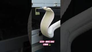 Lilith the white king cobra 🐍 omg kingcobra lilith snake snakes snakevideo snakeshorts [upl. by Aldon]