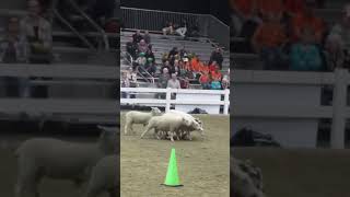 Royal Winter Fair 2024 Sheep Herding Demonstration [upl. by Binny682]