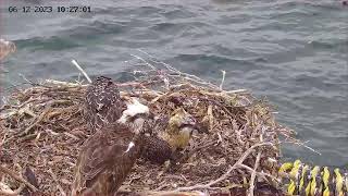 Port Lincoln Osprey Live Stream [upl. by Etnaihc]