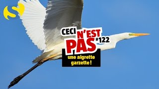 Ceci nest pas une aigrette garzette 122 [upl. by Accebor]