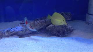 Aqua SD Twinspot Wrasse Yellow Tang Anthias Fish [upl. by Eceinhoj]