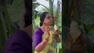 Happy gardening 🌻🌻🌻 seetha villagechef cooking delicious food chefrecipes recipe yummy [upl. by Jochbed]