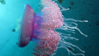 Facts The Cauliflower Jellyfish Crowned Jellyfish [upl. by Janeta]