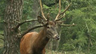 Drie stangen Edelhert Veluwe movie [upl. by Novoj]