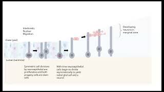 Neurogenesis in the mammalian brain [upl. by Javier]