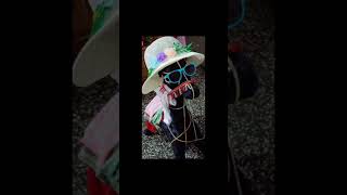 Cute decorated horse art handmadecreation youtubeshorts [upl. by Salb689]