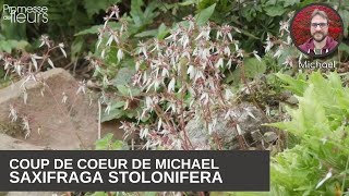 Coup de coeur de Michael  le Saxifraga stolonifera [upl. by Ettezzil]