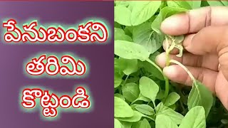 ఇలా చేస్తే పేనుబంక పారిపోతుంది  Get rid of Aphids  black fly [upl. by Aryn]