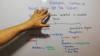 CVS physiology 111 Bradykinin kallikrein kinin and kallidin system vasodilator agents [upl. by Jaddan]