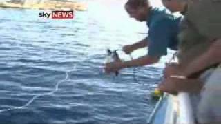 Witness Describes Egypt Shark Attack [upl. by Elaine]