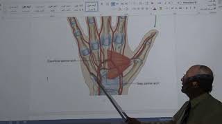 Anatomy of upper limb 50  Superficial amp Deep palmar arches   by Dr Wahdan [upl. by Ayikaz]