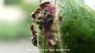 Ants Farming Aphids Closeup  Panasonic FZ300 [upl. by Gaige]