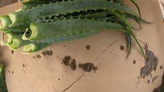 Aloe arborescens leaves preparing for SHIPPING [upl. by Hubsher]