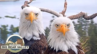 Big Bear Bald Eagle Live Nest  Cam 1 [upl. by Nnyleak]