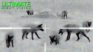 Thermal Predator Hunting  60 Coyotes Down by ONeill Ops [upl. by Cirdahc]