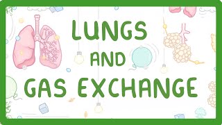 GCSE Biology  Gas Exchange and Lungs 26 [upl. by Dnomaid]