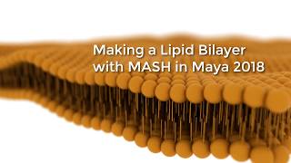 Lipid Bilayer Mash Maya 2018 [upl. by Therese]