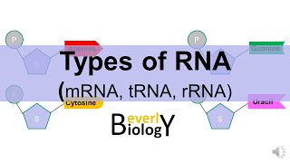 Types of RNA mRNA tRNA rRNA [upl. by Nnaynaffit]