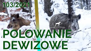 SUDECKA OSTOJA 1032021 Polowanie Zbiorowe Driven Hunt in Poland chasse en Battue de sanglier [upl. by Milzie]