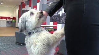 Ashleigh and Pudsey show off some tricks [upl. by Nov]