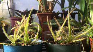 How to grow Carnivorous plants Detailed King Sundew Drosera regia Care and Culture [upl. by Ira]