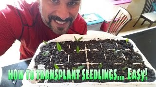 How to transplant seedlings the easy way [upl. by Noli]