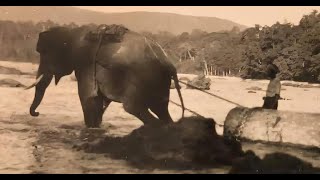 The Untold Story of Andamans Feral Elephants  Andaman Elephants History [upl. by Asenad576]