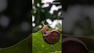 The JawDropping Survival Trick Desert Snails Use to Cheat Nature [upl. by Goldberg446]