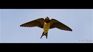 Swallows In Flight [upl. by Devan]