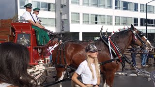 Budweiser Clydesdales featured at the quotscruffy cityquot Worlds Fair Event [upl. by Fulbert]