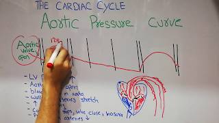 CVS physiology lecture 7  Aortic pressure curve  Incisura  The cardiac cycle [upl. by Magavern]