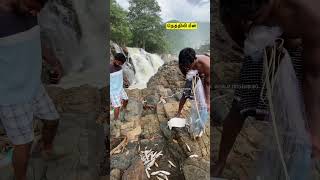 ✨Today ✅Hogenakkal Nethili 🎣Fishing 🫢Falls fishinglife hogenakkalfalls ontrending shortsfeed [upl. by Buckler968]