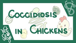 Coccidiosis in Chickens  causes pathophysiology life cycle diagnosis prevention [upl. by Oiligriv]