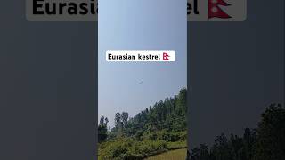 Eurasian kestrel Nepal 🇳🇵 nature peace birdwatching [upl. by Ened]