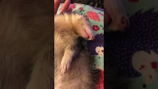 baby ferret dead sleep [upl. by Harrod]