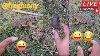 🤏🐸Boing Boing web catching frogs🤏🐸flying amp Jumping Part 11 frogfun  catchingfrogs fun animals [upl. by Hcib]