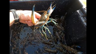 Catch and Cook Yabbies in Murray River flood waters [upl. by Auqinat]