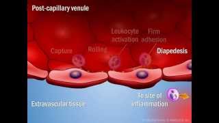 Novel Agents for the Treatment of Crohns Disease [upl. by Lerred]