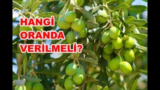 Zeytin Bakımında Neler Yapılmalı Zeytine Bakır Ne Zaman Atılır Bakır Atımının Faydaları Nelerdir [upl. by Stoops]