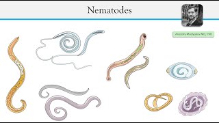 Parasitic roundworms  Nematodes [upl. by Lay]