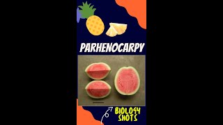 Parthenocarpy  seedless fruits  biologyshorts  shorts [upl. by Cuda]