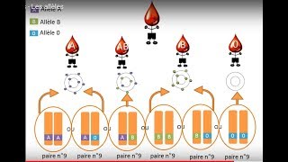 Allèles et groupes sanguins chez lêtre humain [upl. by Aicnom970]