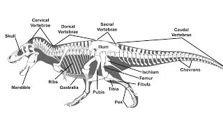 A Guide to Paleontological Terms [upl. by Petrick3]