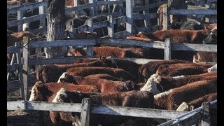 Trabajadores del Mercado De Hacienda De Liniers aseguraron el abastecimiento de carne [upl. by Aneek]